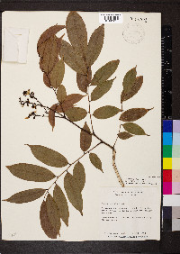 Pterocarpus officinalis image