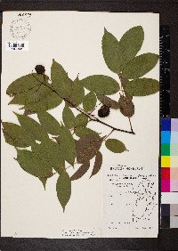 Pterocarpus officinalis image