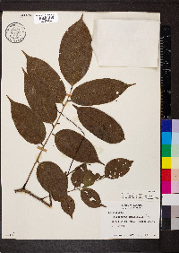 Pterocarpus officinalis image