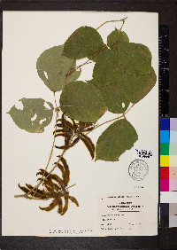 Pueraria montana image