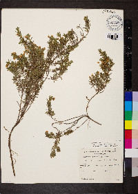 Pultenaea pedunculata image