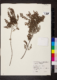 Pultenaea tenuifolia image