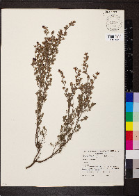 Pultenaea tenuifolia image