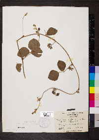 Rhynchosia difformis image