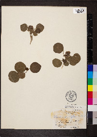 Rhynchosia reniformis image