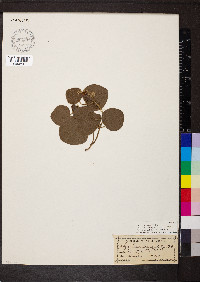 Rhynchosia reniformis image