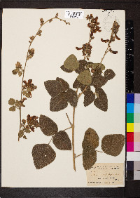 Rhynchosia pringlei image