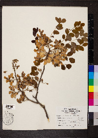 Robinia hispida image