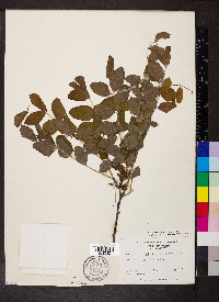 Robinia hispida var. nana image