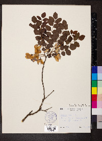 Robinia hispida var. nana image