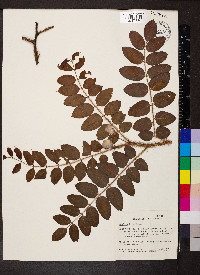 Robinia hispida image