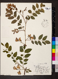 Robinia hispida image