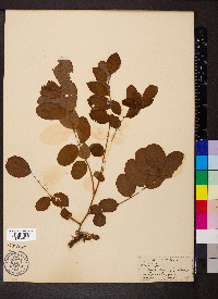 Robinia hispida image