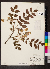 Robinia hispida image