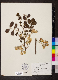 Robinia hispida image