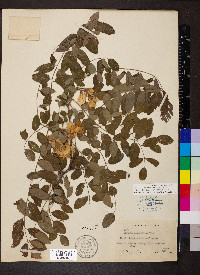 Robinia neomexicana image