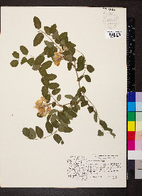 Robinia neomexicana image