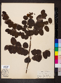 Robinia hispida image