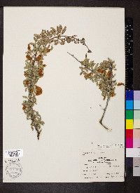 Acacia greggii image