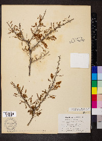 Acacia greggii image