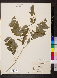 Senna marilandica image
