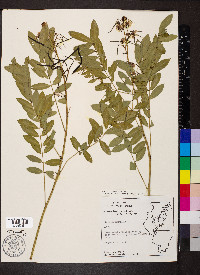 Senna marilandica image