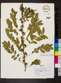 Senna hebecarpa image