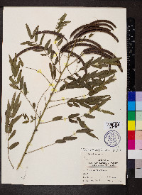 Senna ligustrina image
