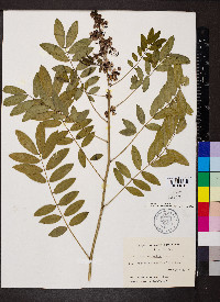 Senna marilandica image