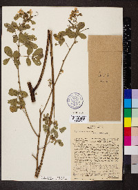 Senna obtusifolia image