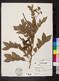 Senna occidentalis image