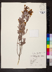 Senna artemisioides image