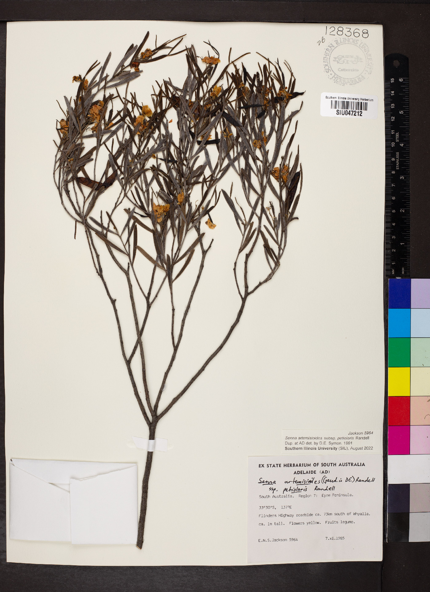 Senna artemisioides subsp. petiolaris image