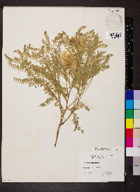 Sophora nuttalliana image