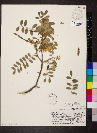 Sophora chrysophylla image