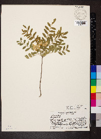 Sophora chrysophylla image