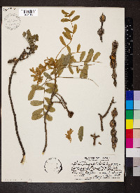 Sophora chrysophylla image