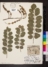 Sophora tomentosa image