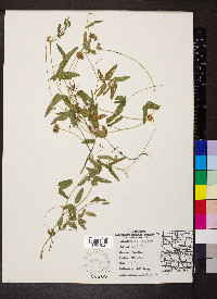 Strophostyles umbellata image