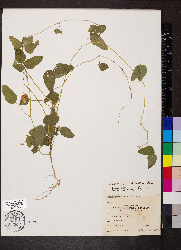 Strophostyles umbellata image