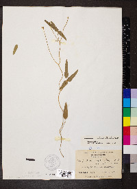 Strophostyles umbellata image