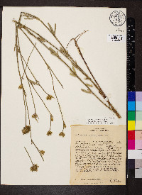 Stylosanthes guianensis image