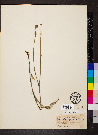 Stylosanthes guianensis image