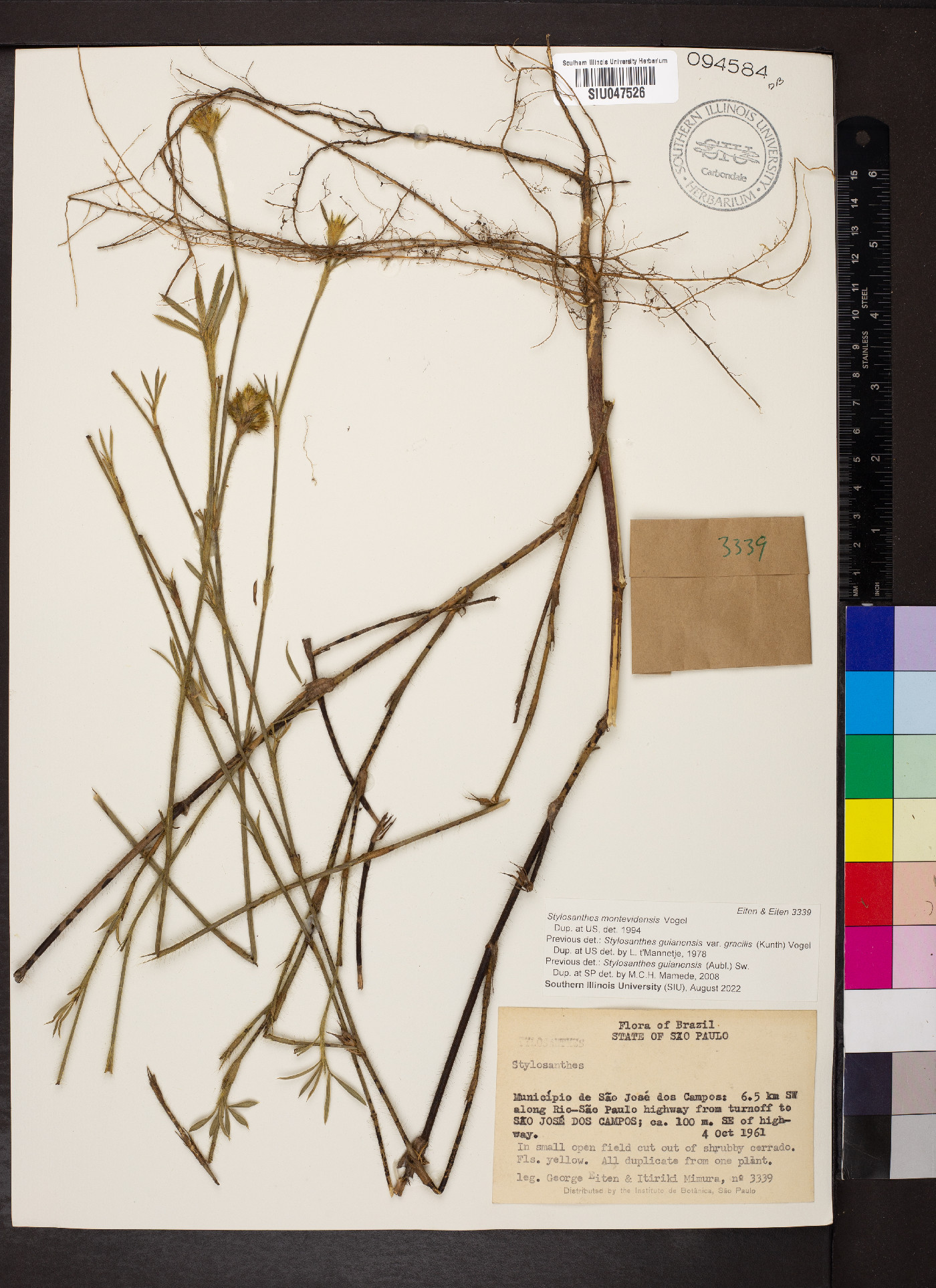 Stylosanthes montevidensis image