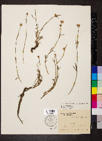 Stylosanthes montevidensis image