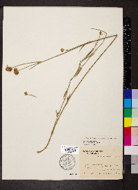 Stylosanthes montevidensis image