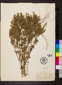 Stylosanthes viscosa image