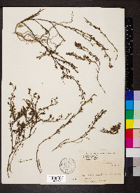 Stylosanthes viscosa image