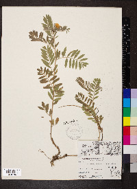Tephrosia virginiana var. virginiana image