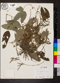 Teramnus uncinatus image